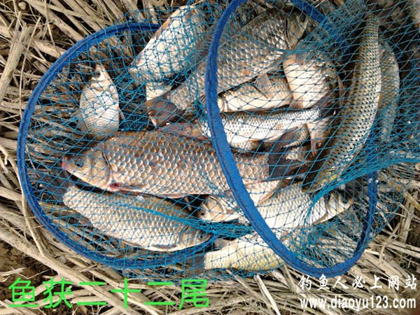 春季垂钓小浪底水库钓获野生大板鲫鱼