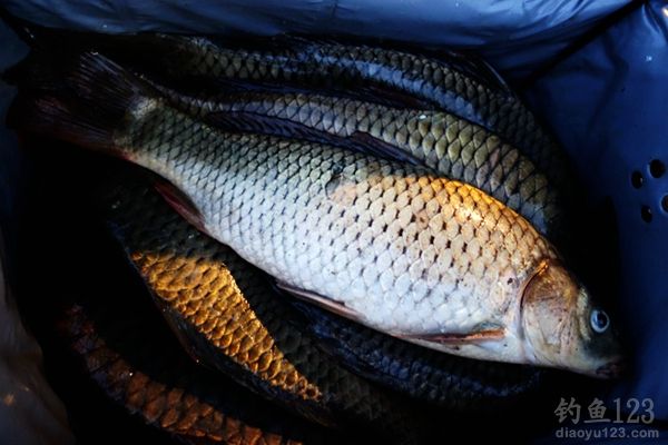 夏季鸭河野钓喜获九斤大鱼