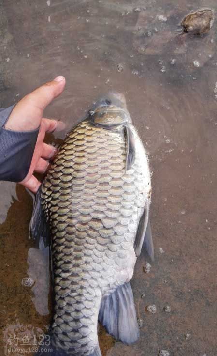 夏季南川大溪河盘车溪流钓法狂钓大鲫鱼