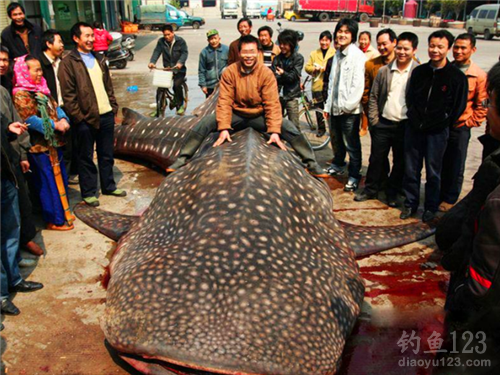 图片汇总那些早年被钓鱼人抓获的巨物