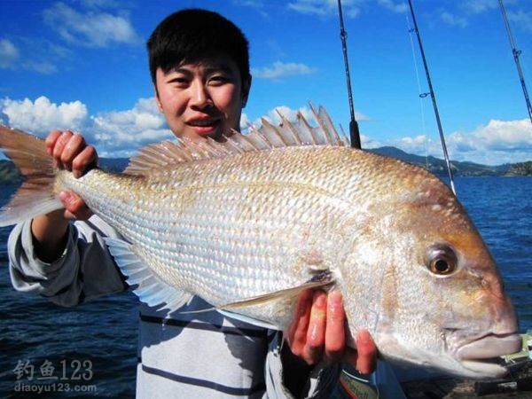 真鲷图片