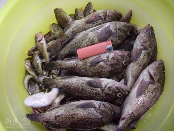 黑鲪鱼图片