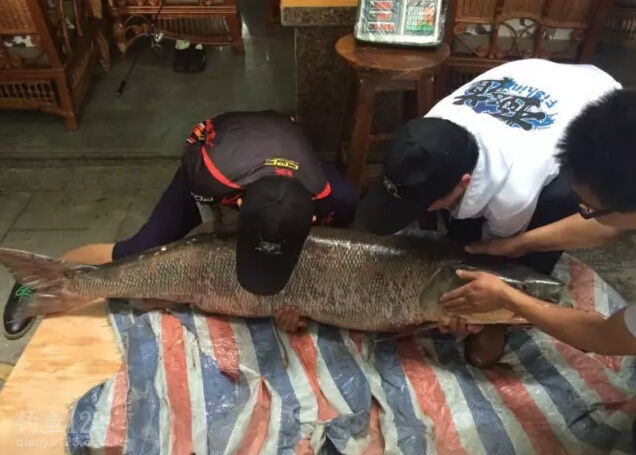 大鳡鱼