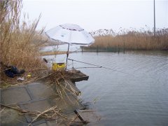 冬季雨中用红虫钓鲫鱼