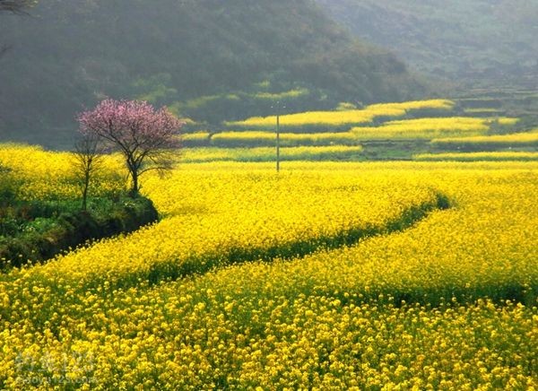 春季赶花追鱼