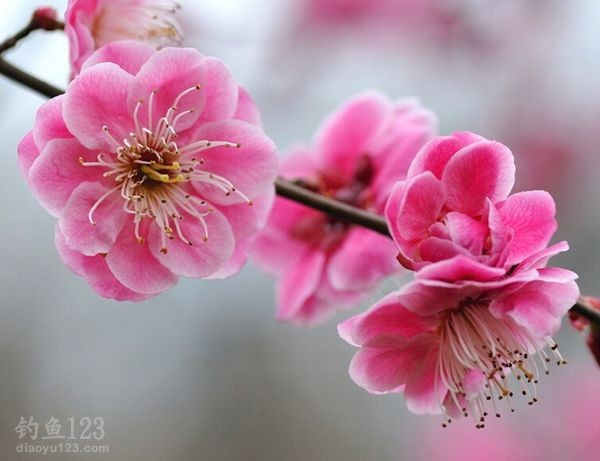 春季钓鱼