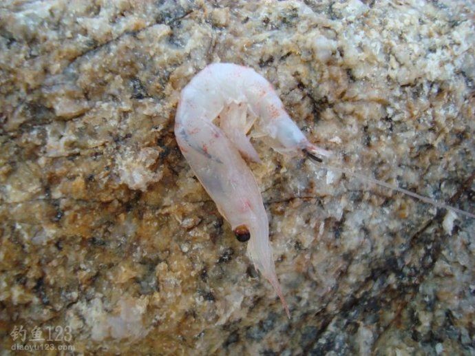 海矶钓钓饵和诱饵使用技巧