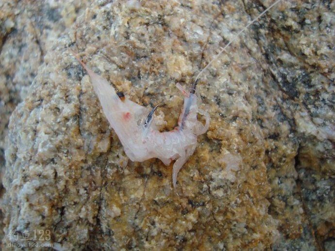 海矶钓钓饵和诱饵使用技巧