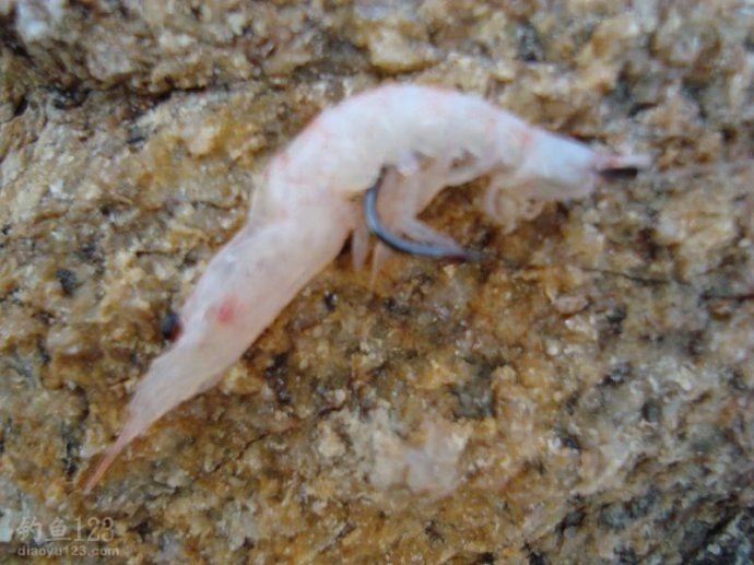 海矶钓钓饵和诱饵使用技巧