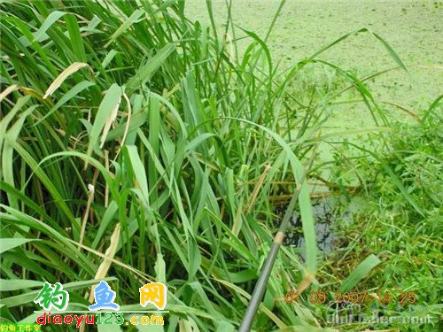 草我钓鱼