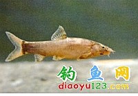 紫薄鳅-鳅科
