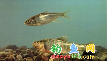 宽鳍