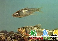 宽鳍[鱼鼠]七色鱼