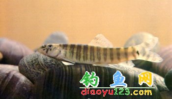 沙鳅