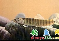 漓江副沙鳅-鳅科