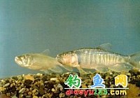 马口鱼桃花鱼、山[鱼感]