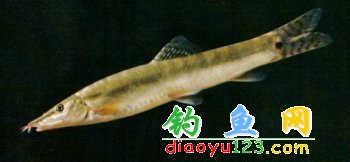 沙鳅