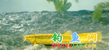 大鳞副泥鳅