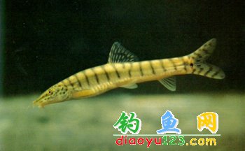 花斑副沙鳅