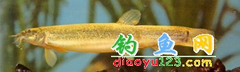 泥鳅