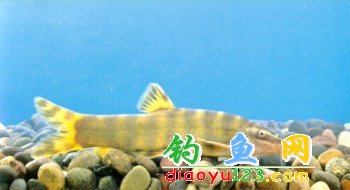 中华沙鳅
