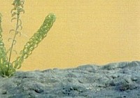 大斑花鳅