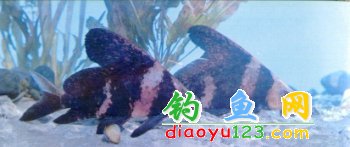 胭脂鱼