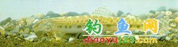 花泥鳅