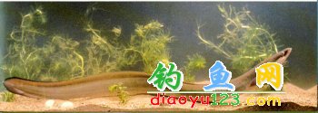 白鳝