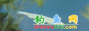 小银鱼