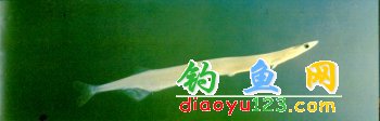 面条鱼