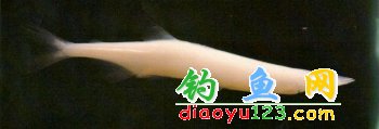 大银鱼