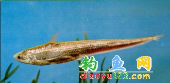 短颌毛花鱼