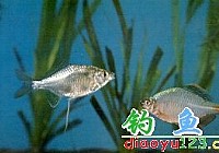 彩石[鱼时]