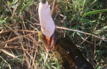 路亚打黑如何抓住窗口期？这个答案值得探讨