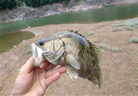 船钓鳜鱼选饵的路亚技巧大揭秘
