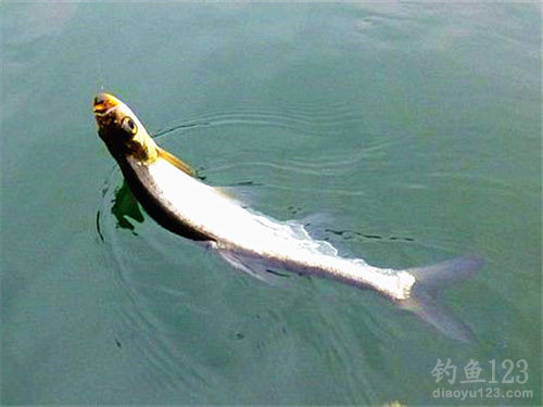 翘嘴