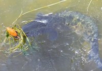 路亚乌鱼选饵技巧与路亚钓法大全