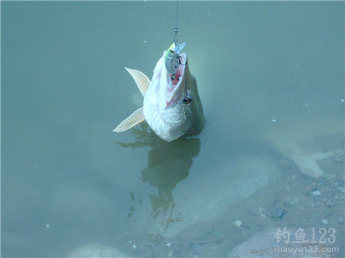 路亚技巧