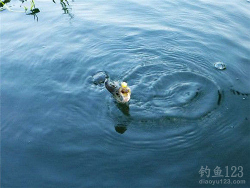 路亚技巧