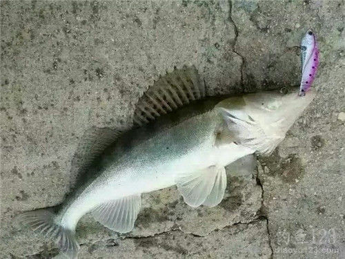 路亚技巧