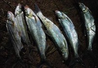 夜晚路亚翘嘴鲌鱼的拟饵选择