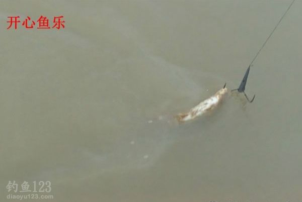 洞庭湖野钓场路亚钓获黑鱼
