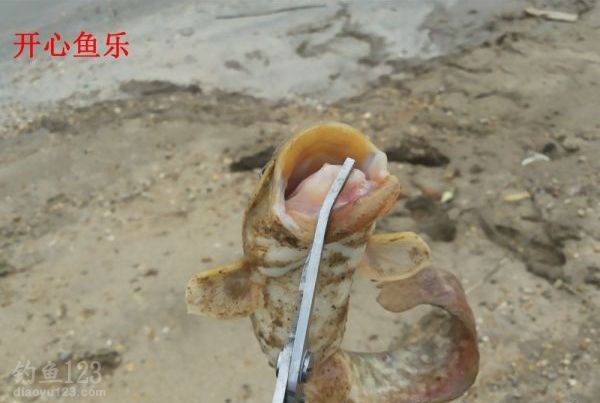 洞庭湖野钓场路亚钓获黑鱼
