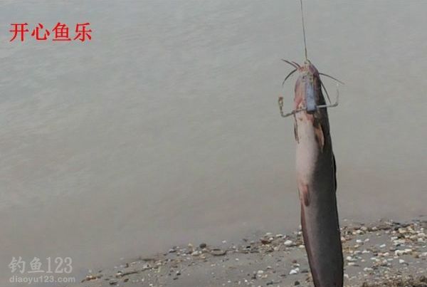 洞庭湖野钓场路亚钓获黑鱼