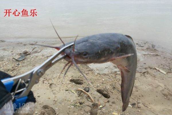 洞庭湖野钓场路亚钓获黑鱼