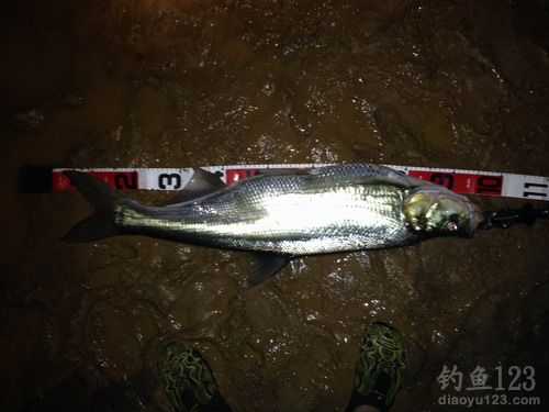 小鱼放生