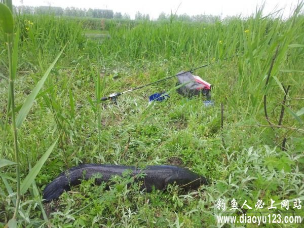 路亚黑鱼