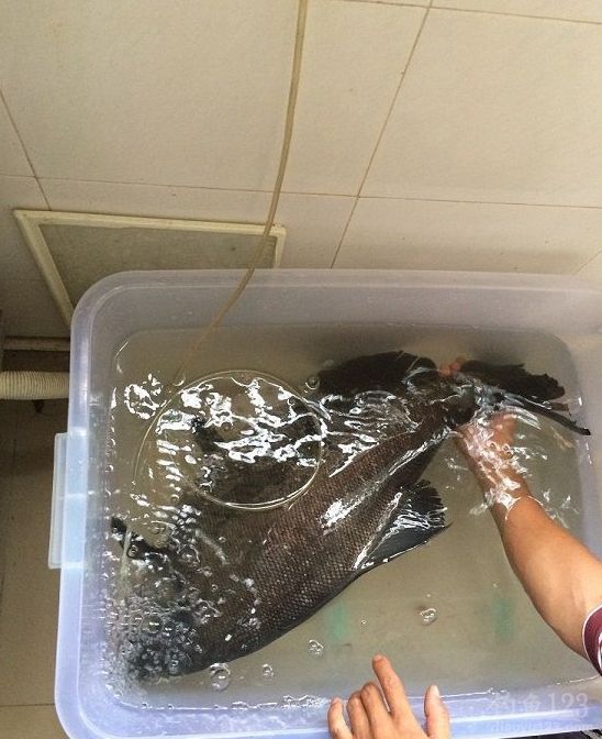 钓淡水鲳鱼