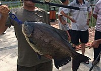 淡水路亚玩法钓获大型淡水鲳鱼